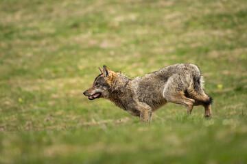 Obraz premium Grey Wolf (Canis lupus). The Bieszczady Mts., Carpathians, Poland.