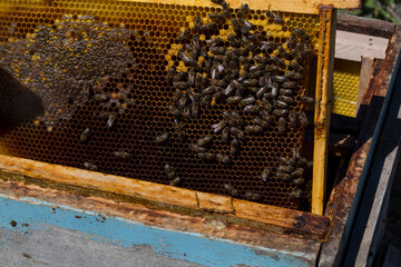 Beekeeper holding a honeycomb full of bees. The bee is examining the honeycomb frame. beekeeping concept