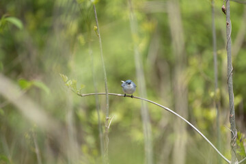 Blue Gray Gnatcatcher