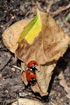 ladybirds on leaf