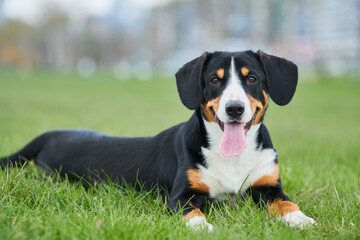 Entlebucher sennenhund outdoors on grass. Loyal pet friend