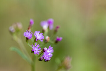 Fototapeta premium Little ironweed flower.