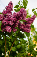 Blooming branch of lilac in the open air blooms in May