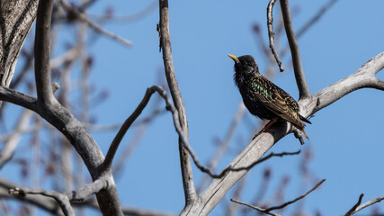 Common Starling (Sturnus vulgaris) colorful song bird perched on a tree branch and singing Canadian wildlife background
