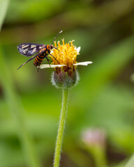 Yellow grass flowers With small butterfly perched on top