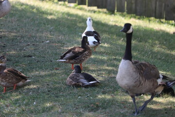 country goose on the grass