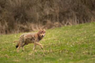 Grey Wolf (Canis lupus). The Bieszczady Mts., Carpathians, Poland.