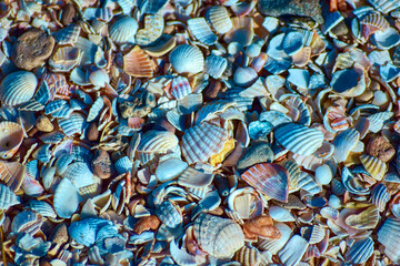 Colorful shells and debris covering the sea shore