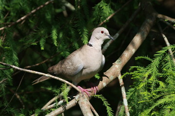 Ringed Turtle-Dove - Streptopelia risoria - in cypress tree in St Augustine, Florida.