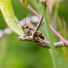 small grasshopper on a dry branch.