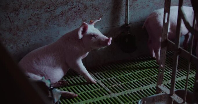 Pigs at Livestock Farm Pork Production Piglet Breeding