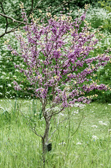 pink and white flowers