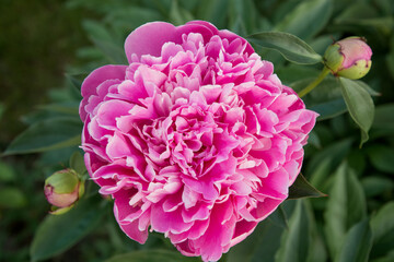 Fresh pink peony flower in summer garden as background. Close up.