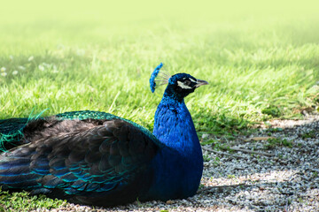 Fototapeta premium Gorgeous portrait of a blue peacock with silky blue feathers, sitting on the grass