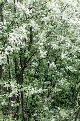 green forest in spring