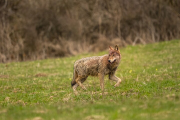 Grey Wolf (Canis lupus). The Bieszczady Mts., Carpathians, Poland.