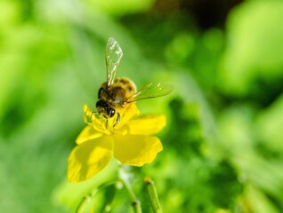 a bee on a yellow flower