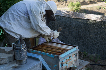 Beekeeper work collecting honey. Beekeeping concept.