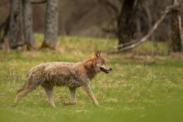 Grey Wolf (Canis lupus). The Bieszczady Mts., Carpathians, Poland.
