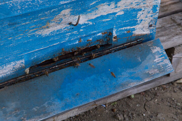 hardworking honey bees trying to enter the beehive