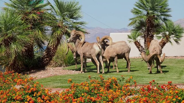 Many big horn sheep at Hemenway Park