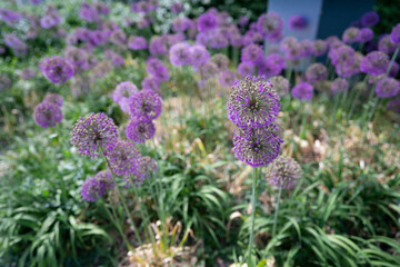 Purple Allium Giganteum on a sunny day in Ontario Canad