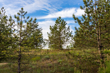 Obraz premium Forest and trees landscape with beautiful blue cloudy sky