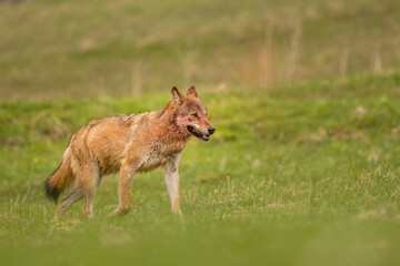 Grey Wolf (Canis lupus). The Bieszczady Mts., Carpathians, Poland.