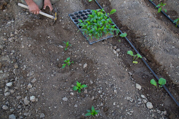 photo of gardener planting seedlings in the ground