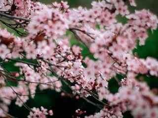 Pink flowers sakura