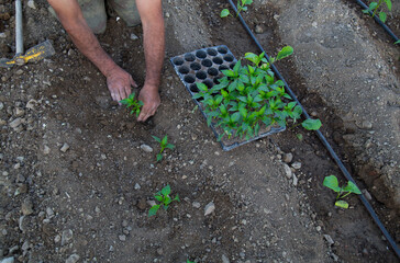 photo of gardener planting seedlings in the ground