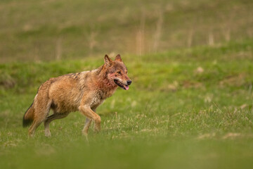 Grey Wolf (Canis lupus). The Bieszczady Mts., Carpathians, Poland.