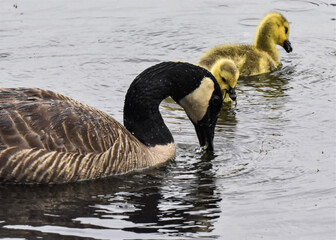 country goose branta canadensis Canada goose  baby swimming