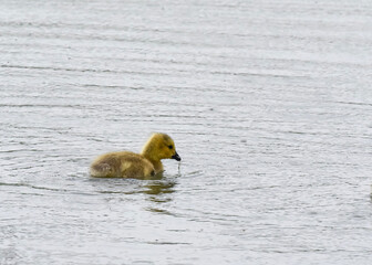 mother and baby Canada goose  baby swimming