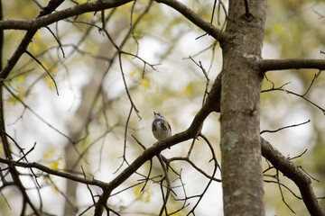Yellow Rumped Warbler