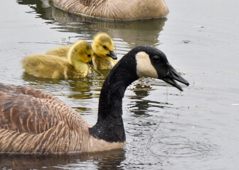 Obraz premium country goose branta canadensis Canada goose baby swimming