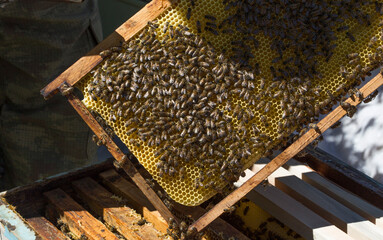 Beekeeper holding a honeycomb full of bees. The bee is examining the honeycomb frame. beekeeping concept