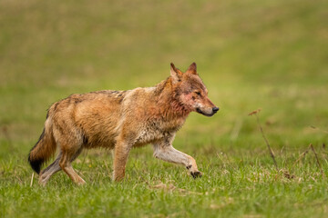 Grey Wolf (Canis lupus). The Bieszczady Mts., Carpathians, Poland.