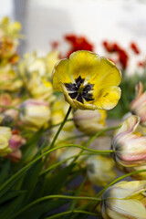 beautiful yellow tulips in the garden