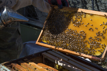 Beekeeper holding a honeycomb full of bees. The bee is examining the honeycomb frame. beekeeping concept