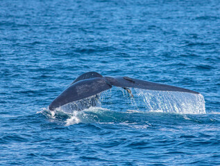 Whale tail; Fluking whale; A Blue whale showing its fluke just before it took a deep dive; blue whale tale; blue whale from sri lanka; blue whale; blue whale tail