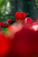 red tulips in the garden