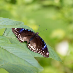 butterfly cover on green leaf.