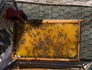 Beekeeper holding a honeycomb full of bees. The bee is examining the honeycomb frame. beekeeping concept