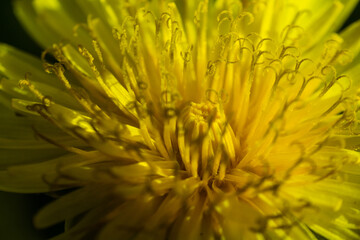 yellow flower with tendrils in close-up