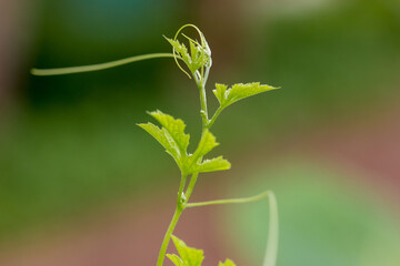 green leaves background