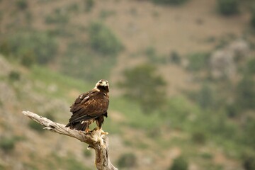 Spanish imperial eagle (Aquila adalberti), also known as the Iberian imperial eagle, Spanish or Adalbert's eagle feeding with a death rabbit.