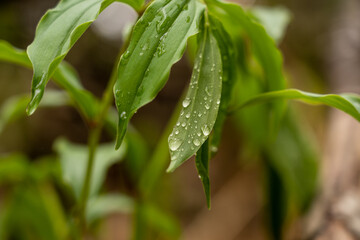 Water Drops On Leaves