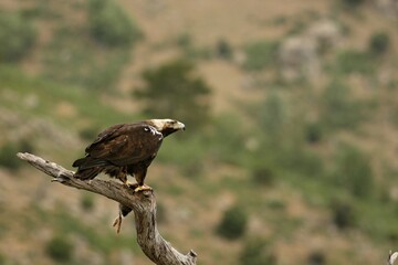 Spanish imperial eagle (Aquila adalberti), also known as the Iberian imperial eagle, Spanish or...