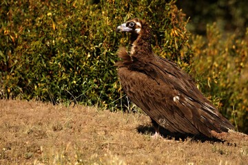 The black vulture, also called brown vulture (Aegypius monachus) calmly sitting in the golden grassland.